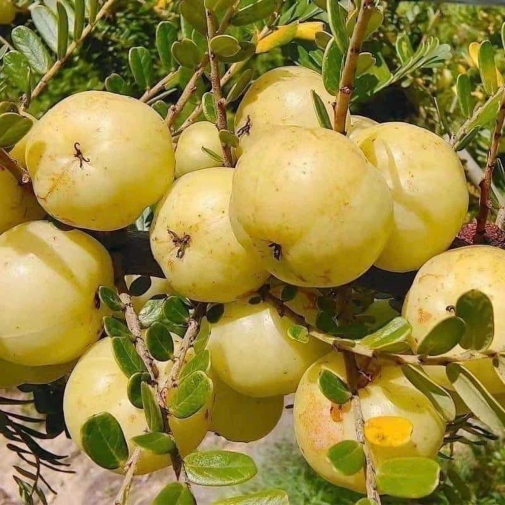 cây giống me rừng (me tròn), mận rừng (cây mac kham ) | Shopee Việt Nam