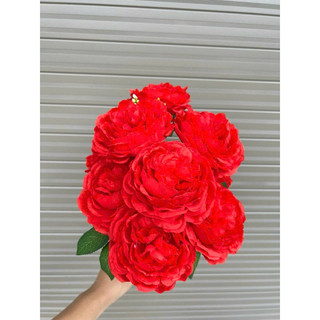 Chùm hoa trà mộc miên cụm 9 bông cao cấp