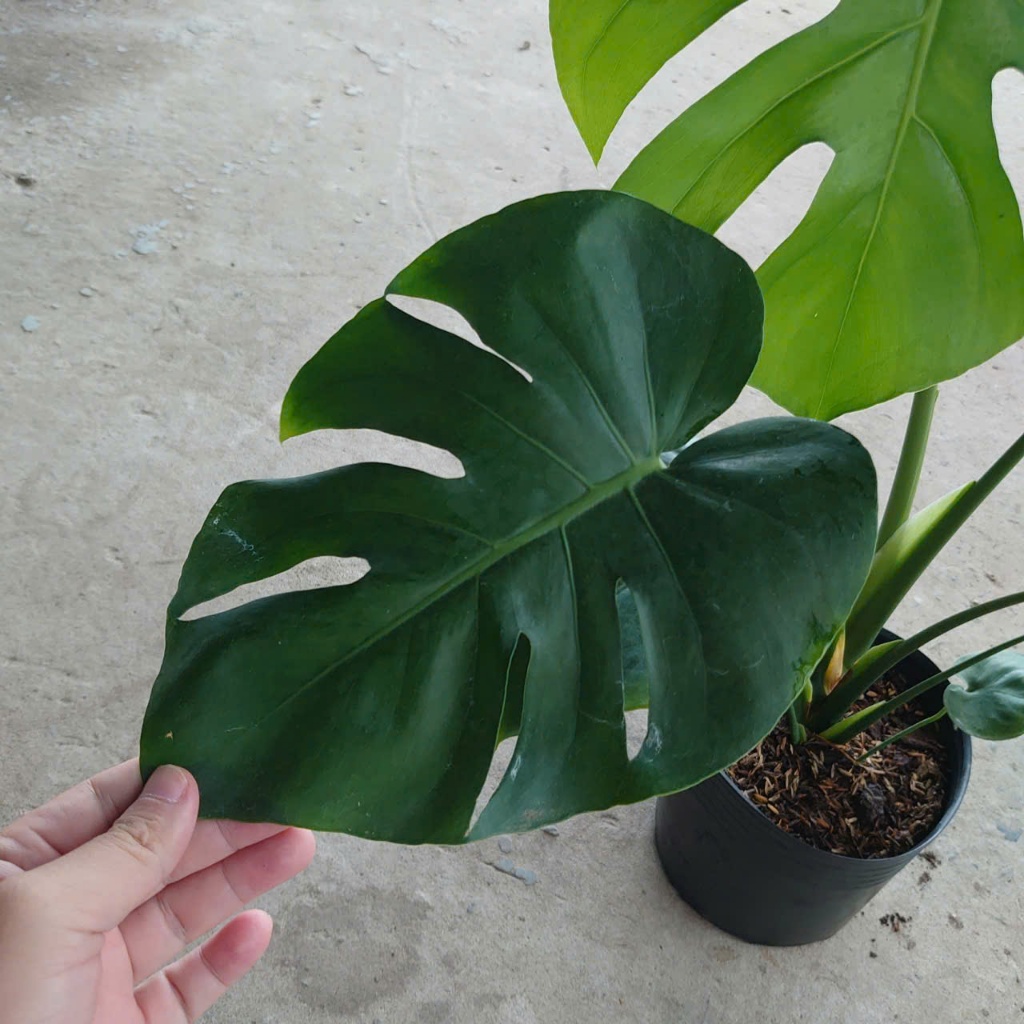 Cây Trầu Bà Lá Xẻ (Size Lớn cao 60-80cm) cây cảnh trong nhà làm sạch không khí tạo không gian xanh