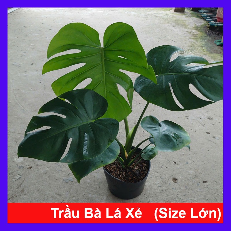Cây Trầu Bà Lá Xẻ (Size Lớn cao 60-80cm) cây cảnh trong nhà làm sạch không khí tạo không gian xanh