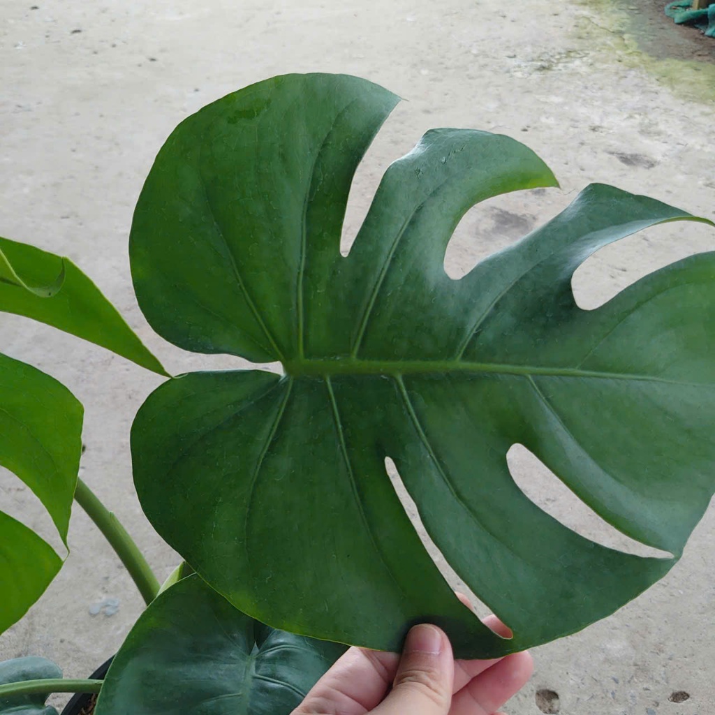 Cây Trầu Bà Lá Xẻ (Size Lớn cao 60-80cm) cây cảnh trong nhà làm sạch không khí tạo không gian xanh