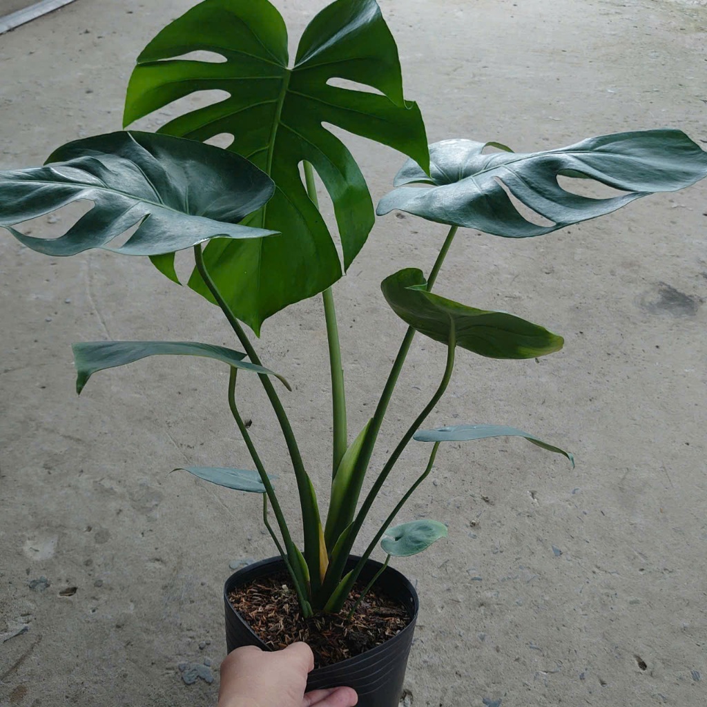Cây Trầu Bà Lá Xẻ (Size Lớn cao 60-80cm) cây cảnh trong nhà làm sạch không khí tạo không gian xanh