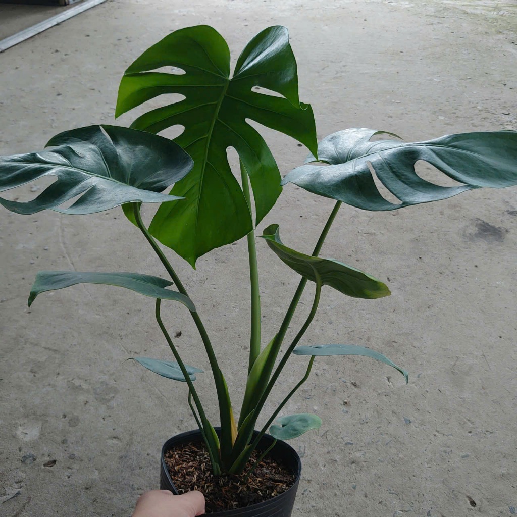 Cây Trầu Bà Lá Xẻ (Size Lớn cao 60-80cm) cây cảnh trong nhà làm sạch không khí tạo không gian xanh