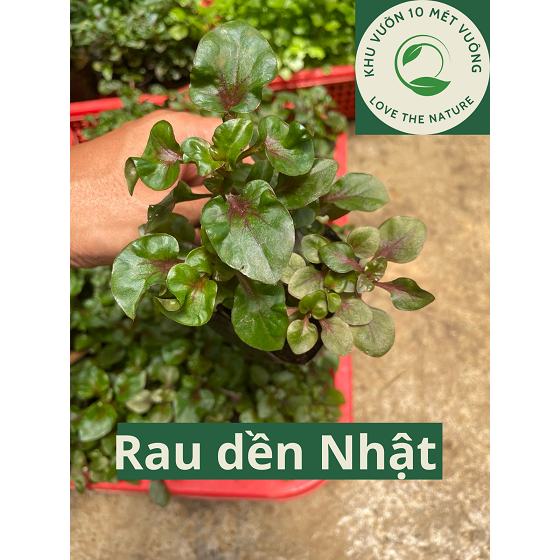 Cây Rau Dền Nhật - Cải Xoong Nhật - Xà Lách Xoong Nhật - Phát triển ...