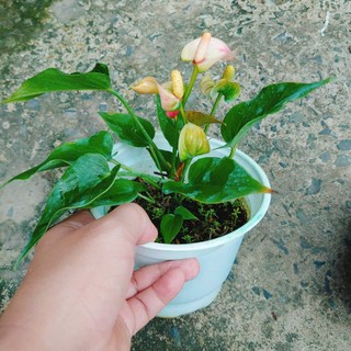 Chậu cây Hồng Môn, Cây phong thủy để bàn cho gia chủ vượng khí, nhiều tài lộc