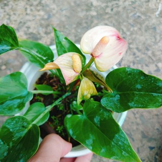 Chậu cây Hồng Môn, Cây phong thủy để bàn cho gia chủ vượng khí, nhiều tài lộc