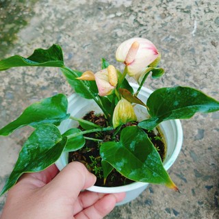 Chậu cây Hồng Môn, Cây phong thủy để bàn cho gia chủ vượng khí, nhiều tài lộc