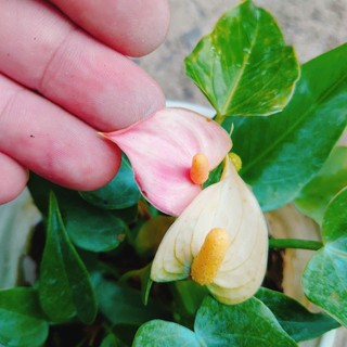 Chậu cây Hồng Môn, Cây phong thủy để bàn cho gia chủ vượng khí, nhiều tài lộc