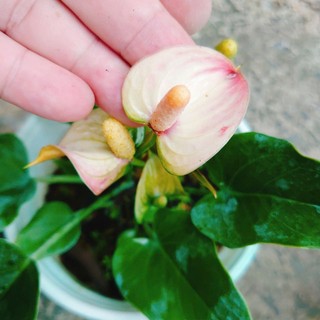 Chậu cây Hồng Môn, Cây phong thủy để bàn cho gia chủ vượng khí, nhiều tài lộc
