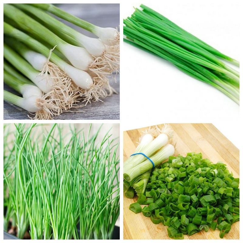 Cây Giống Hành Lá, Hành Hương Cao Sản KVT - Hạt Giống CANH NÔNG