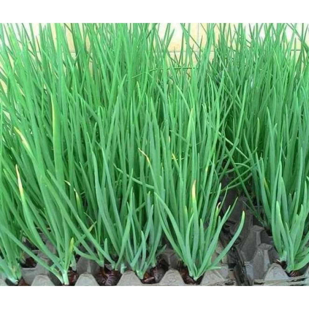 Cây Giống Hành Lá, Hành Hương Cao Sản KVT - Hạt Giống CANH NÔNG