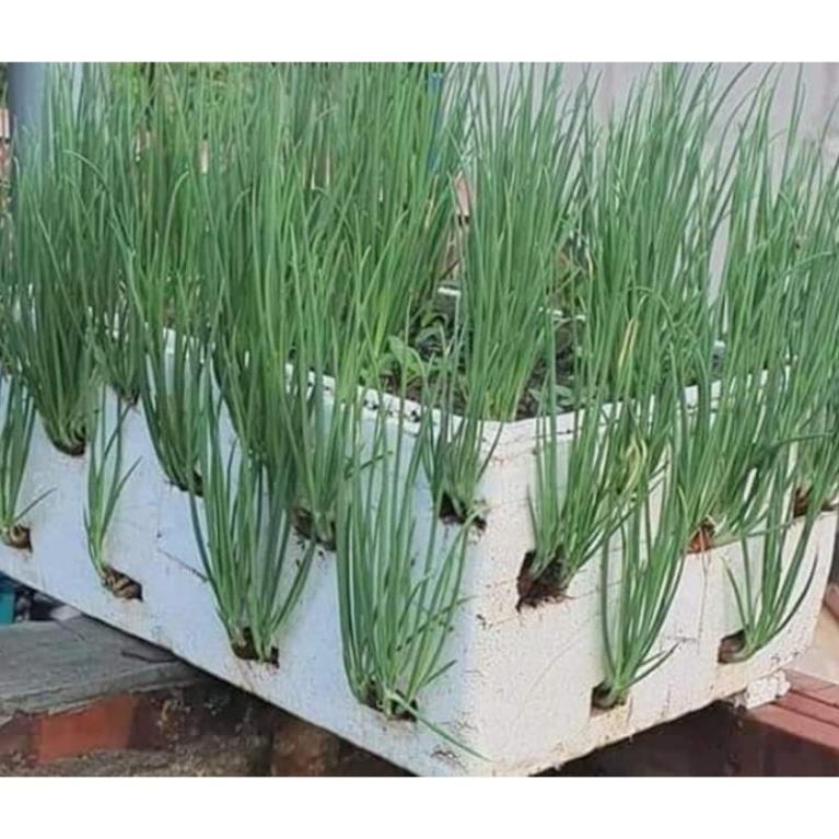 Cây Giống Hành Lá, Hành Hương Cao Sản KVT - Hạt Giống CANH NÔNG