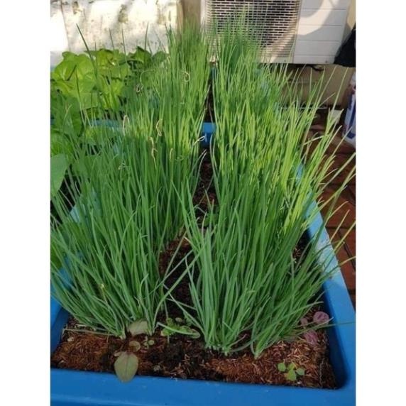 Cây Giống Hành Lá, Hành Hương Cao Sản KVT - Hạt Giống CANH NÔNG