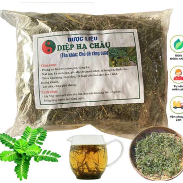 Diệp hạ châu (cây chó đẻ răng cưa) hỗ trợ sỏi thận, tiểu đường, ổn định và hạ men gan, 100% thiên nhiên