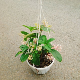 Hòn Ngọc Viễn Đông (Cây rũ) cây cảnh hoa thơm chậu treo trang trí nhà cửa, sân vườn, quán cafe