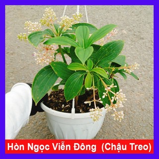 Hòn Ngọc Viễn Đông (Cây rũ) cây cảnh hoa thơm chậu treo trang trí nhà cửa, sân vườn, quán cafe