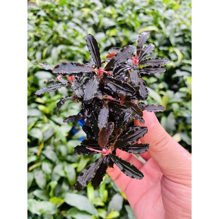 Bucep Phantom - Cây Thuỷ Sinh