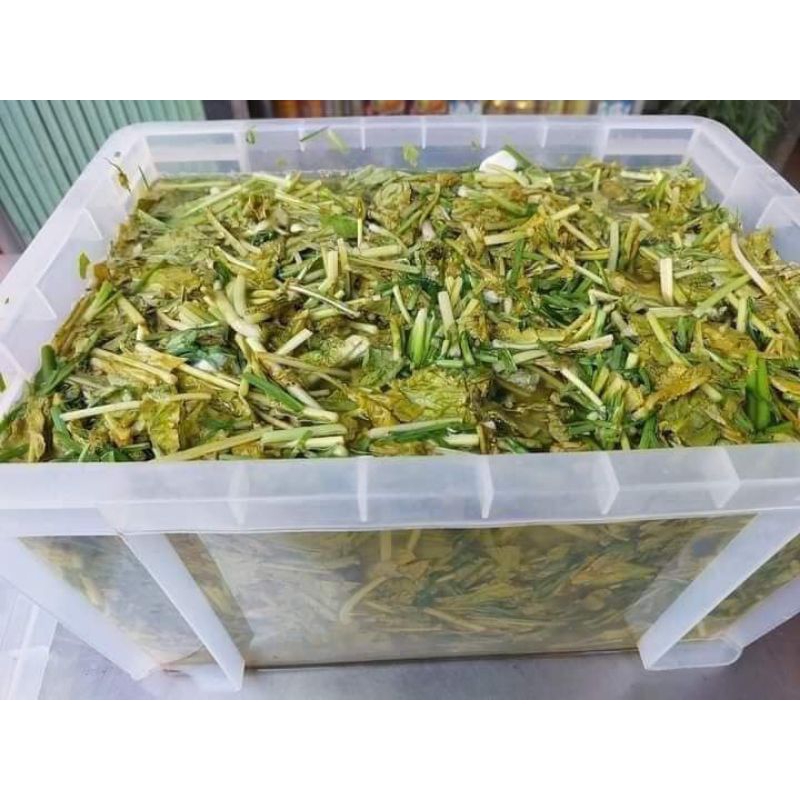 ( Mua 3 tặng 1 trồng quanh năm) 20 gam hạt giống cải củ ăn lá, muối dưa🌱 Nhanh được ăn, Cực ngon