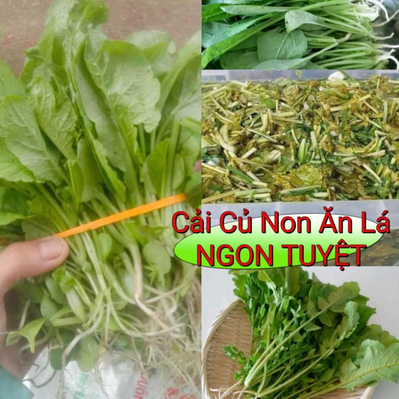 ( Mua 3 tặng 1 trồng quanh năm) 20 gam hạt giống cải củ ăn lá, muối dưa🌱 Nhanh được ăn, Cực ngon