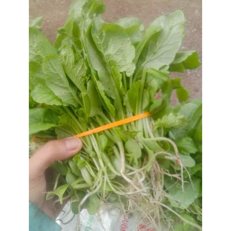 ( Mua 3 tặng 1 trồng quanh năm) 20 gam hạt giống cải củ ăn lá, muối dưa🌱 Nhanh được ăn, Cực ngon