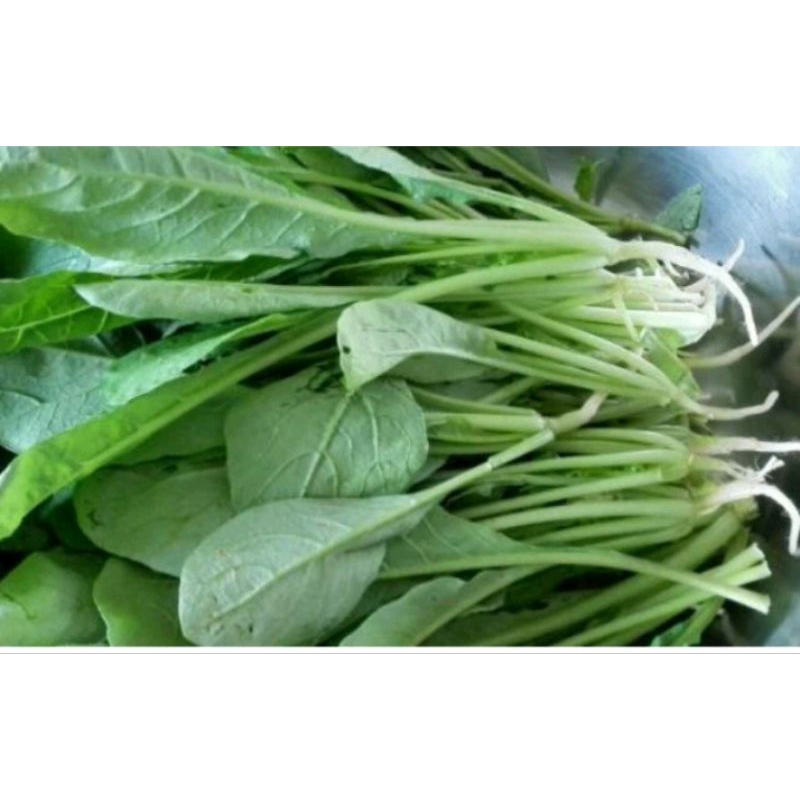 ( Mua 3 tặng 1 trồng quanh năm) 20 gam hạt giống cải củ ăn lá, muối dưa🌱 Nhanh được ăn, Cực ngon