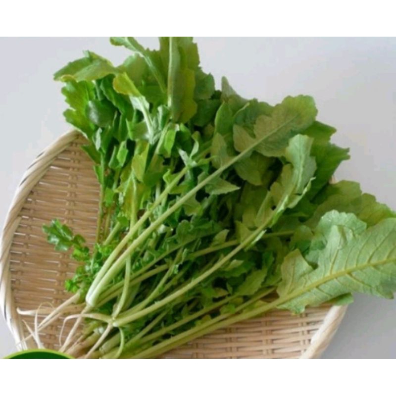 ( Mua 3 tặng 1 trồng quanh năm) 20 gam hạt giống cải củ ăn lá, muối dưa🌱 Nhanh được ăn, Cực ngon