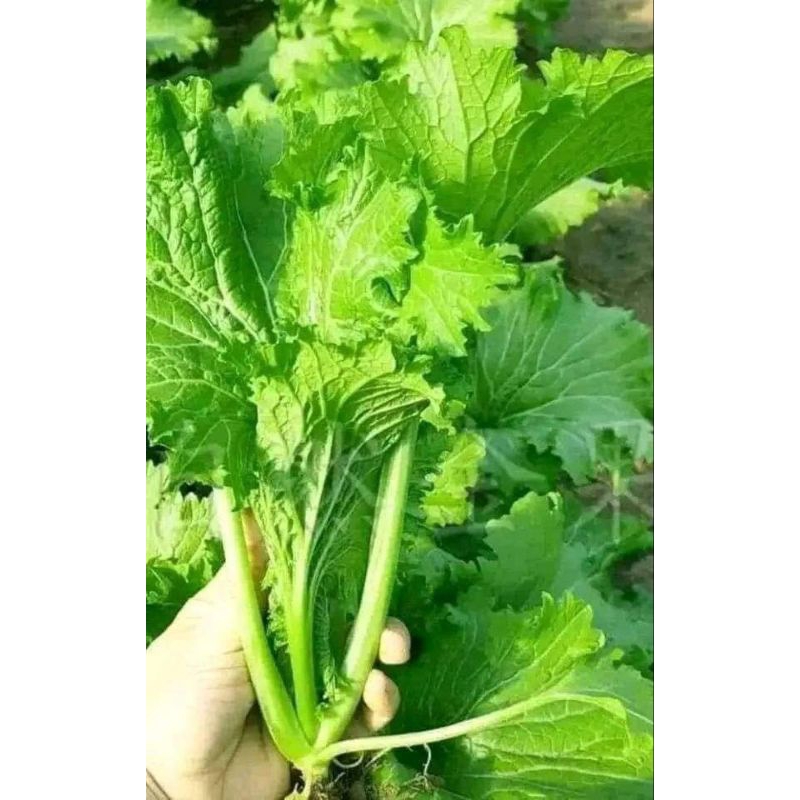 Hạt Giống Cải Bốn Mùa💥 Hàng Xịn🌱 Ăn cực Ngon, rất dễ trồng