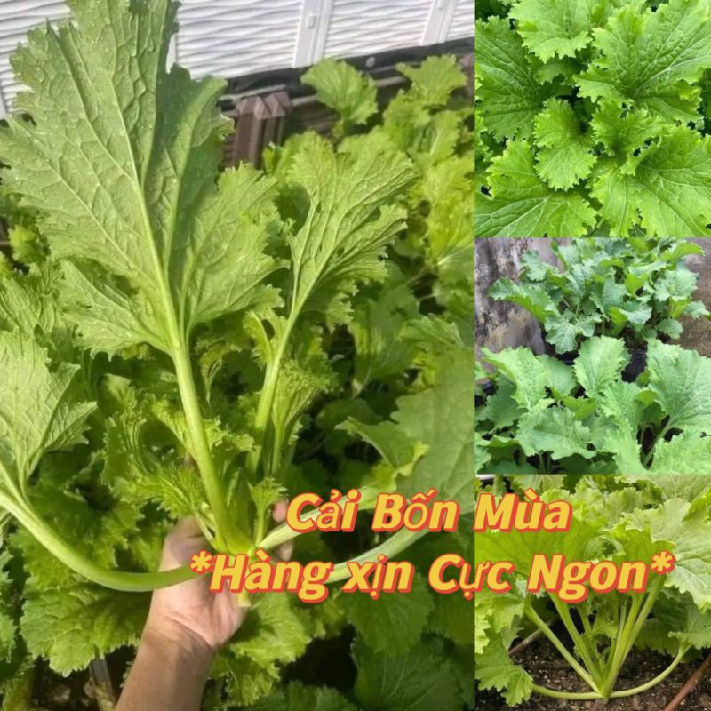 Hạt Giống Cải Bốn Mùa💥 Hàng Xịn🌱 Ăn cực Ngon, rất dễ trồng