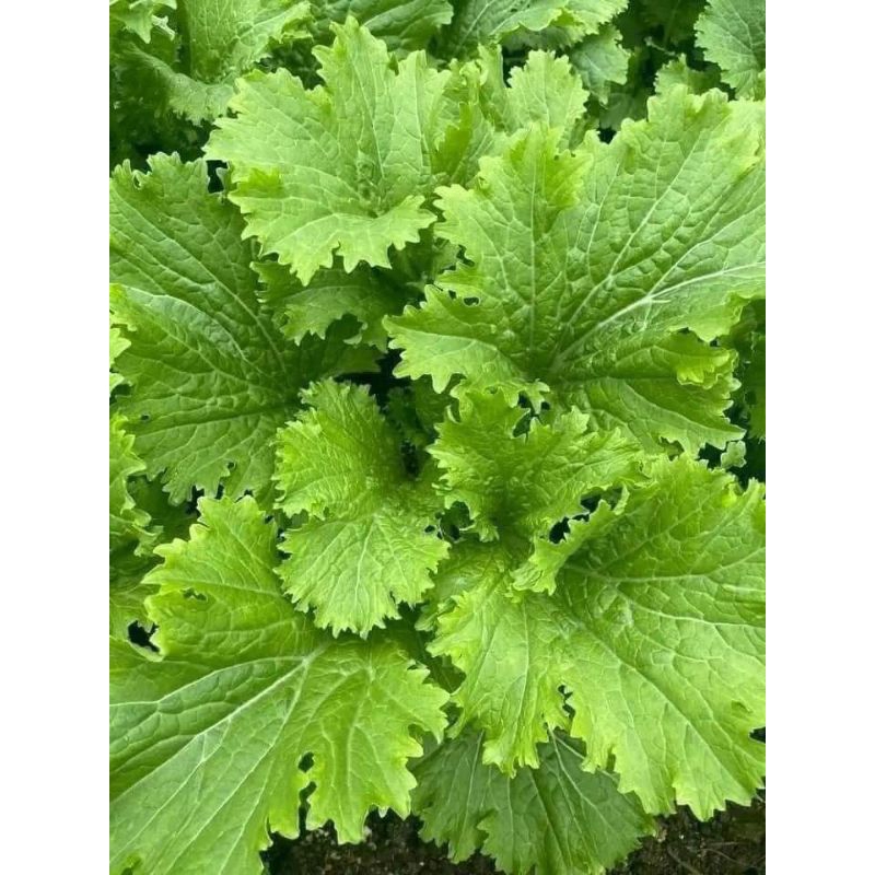 Hạt Giống Cải Bốn Mùa💥 Hàng Xịn🌱 Ăn cực Ngon, rất dễ trồng