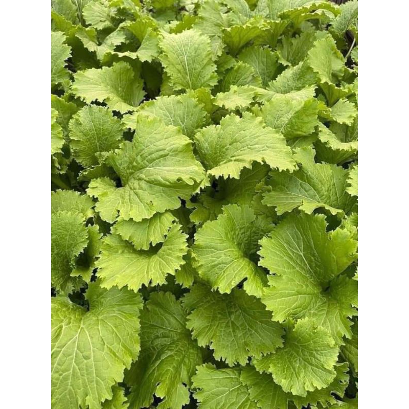 Hạt Giống Cải Bốn Mùa💥 Hàng Xịn🌱 Ăn cực Ngon, rất dễ trồng