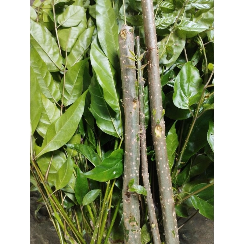 1kg Thân, lá cây Quao nước tươi, có đơn mới hái | Shopee Việt Nam