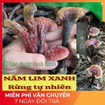 Nấm Lim Xanh Rừng loại nhỡ - Hàng chuẩn tự nhiên 100%, mới, thơm