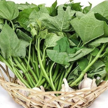 Combo 20 Dây Khoai Lang Nhật Giống Siêu Củ Bở Ruột Vàng Siêu Đọt (Cây Giống Xanh Đỏ Dài ~35cm) KVT CANH NÔNG