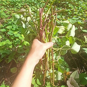 Combo 20 Dây Khoai Lang Nhật Giống Siêu Củ Bở Ruột Vàng Siêu Đọt (Cây Giống Xanh Đỏ Dài ~35cm) KVT CANH NÔNG