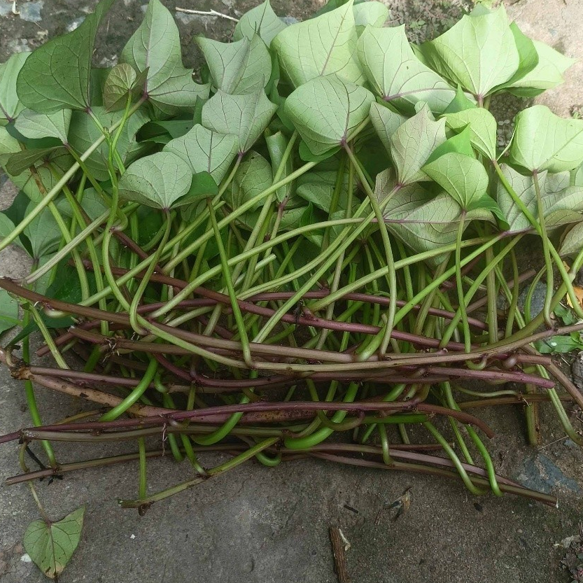 Combo 20 Dây Khoai Lang Nhật Giống Siêu Củ Bở Ruột Vàng Siêu Đọt (Cây Giống Xanh Đỏ Dài ~35cm) KVT CANH NÔNG