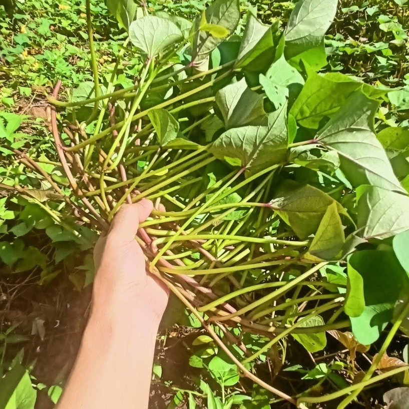Combo 20 Dây Khoai Lang Nhật Giống Siêu Củ Bở Ruột Vàng Siêu Đọt (Cây Giống Xanh Đỏ Dài ~35cm) KVT CANH NÔNG