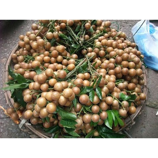 Cây quất hồng bì giống ngọt sai quả to không hạt KVT - CANH NÔNG