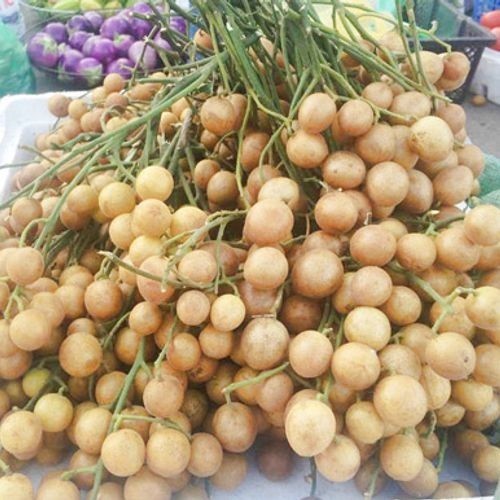 Cây quất hồng bì giống ngọt sai quả to không hạt KVT - CANH NÔNG