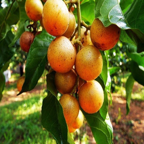 Cây quất hồng bì giống ngọt sai quả to không hạt KVT - CANH NÔNG