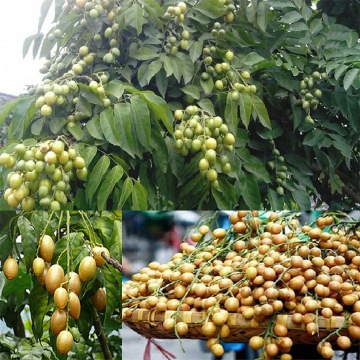 Cây quất hồng bì giống ngọt sai quả to không hạt KVT - CANH NÔNG