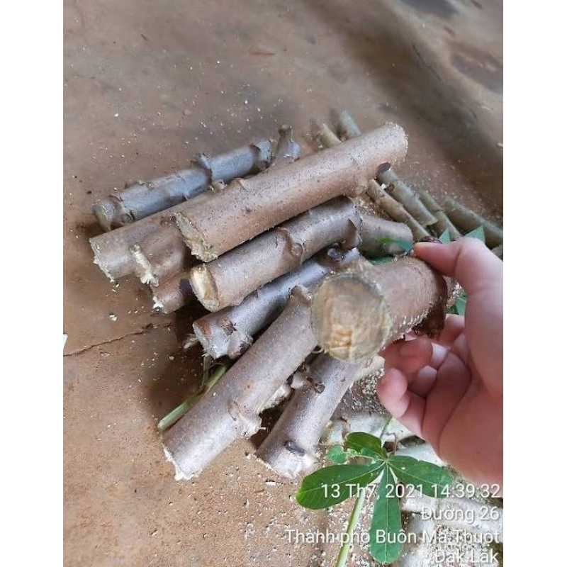 Combo 10 Thân Cây Khoai Mì Dẻo Để Trồng Siêu Củ KVT - Hạt Giống CANH NÔNG