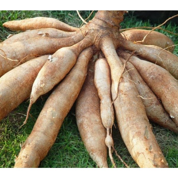 Combo 10 Thân Cây Khoai Mì Dẻo Để Trồng Siêu Củ KVT - Hạt Giống CANH NÔNG