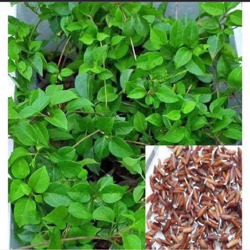 Hạt Giống Lá Giang 🌈 Đặc Sản Lẩu Gà, Canh Chua Cực Ngon