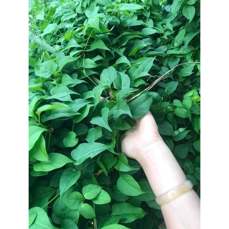 Hạt Giống Lá Giang 🌈 Đặc Sản Lẩu Gà, Canh Chua Cực Ngon