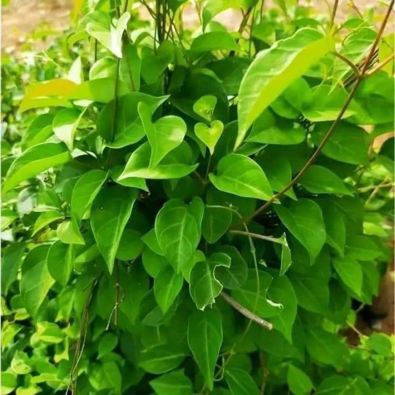 Hạt Giống Lá Giang 🌈 Đặc Sản Lẩu Gà, Canh Chua Cực Ngon