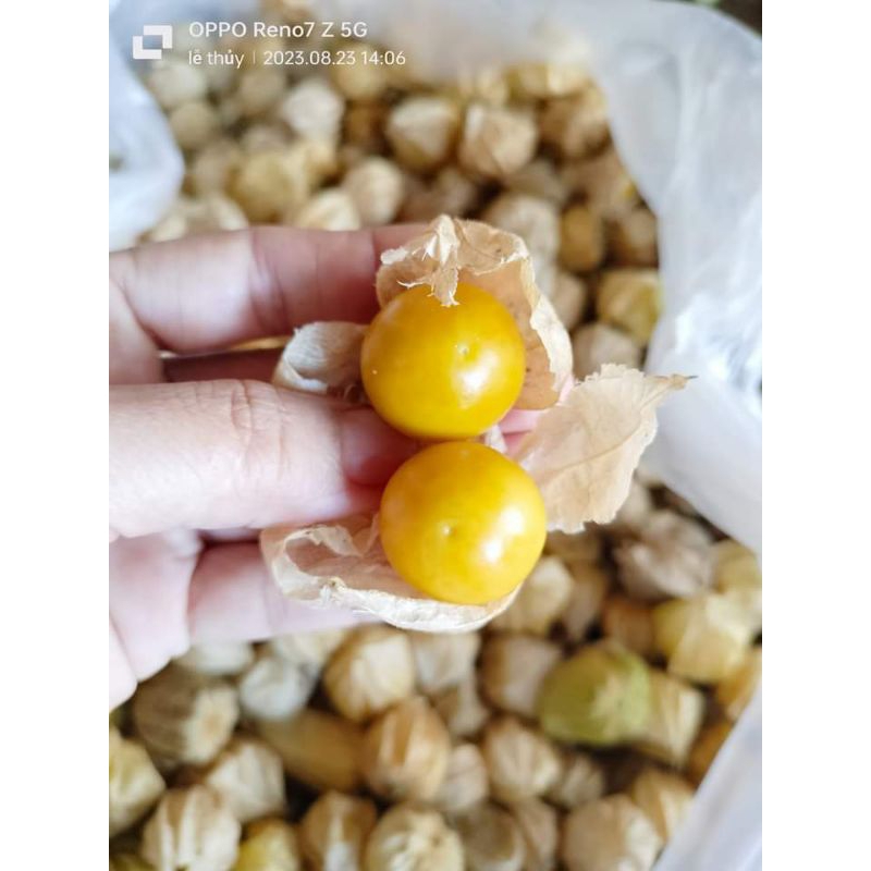Hạt Giống Thù Lù Nam Mỹ ăn cực ngon, rất dễ trồng