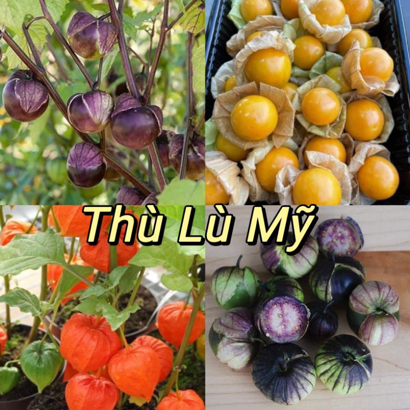 Hạt Giống Thù Lù Nam Mỹ ăn cực ngon, rất dễ trồng