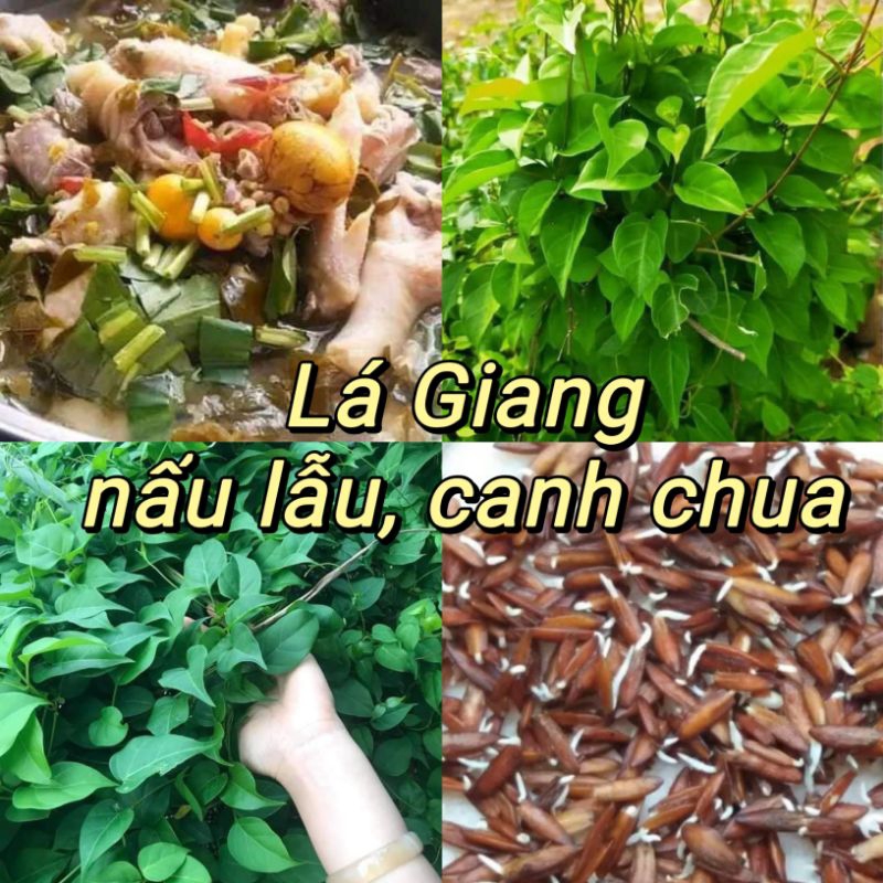 Hạt Giống Lá Giang 🌈 Đặc Sản Lẩu Gà, Canh Chua Cực Ngon