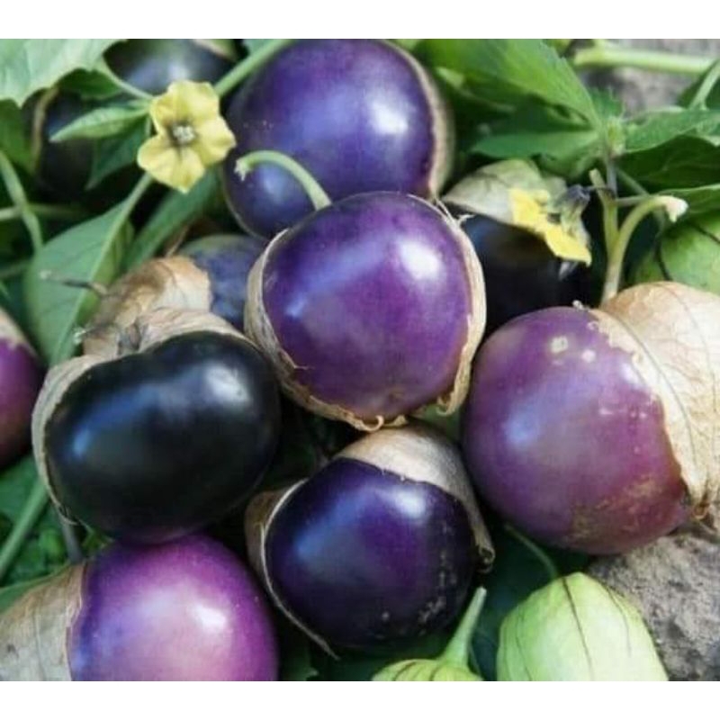 Hạt Giống Thù Lù Nam Mỹ ăn cực ngon, rất dễ trồng