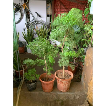 Cây đinh lăng, #Cây đinh lăng lá nếp, # Cây đình lăng ta ( chỉ Shipt hỏa tốc )